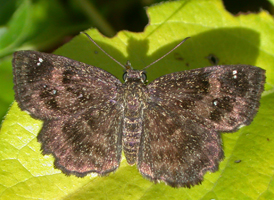 Hayhurst's Scallopwing